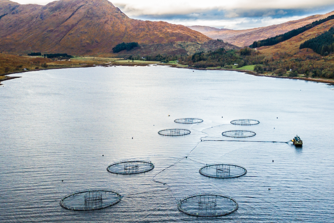 Aquaculture Gallery 1