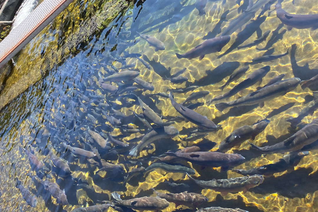 Aquaculture Gallery 2